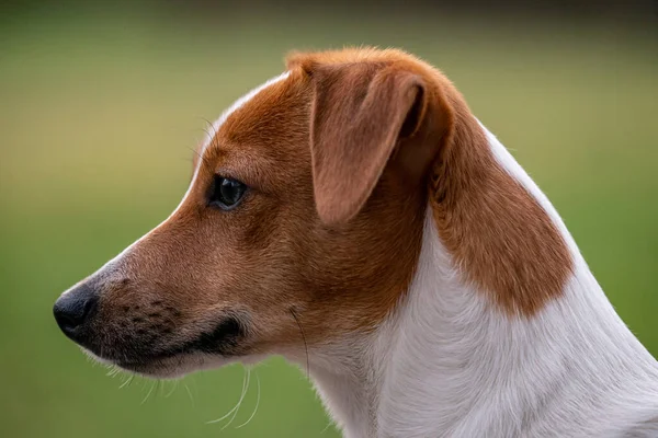 Museau Mignon Parson Russell Terrier Avec Une Tête Brune Sur — Photo