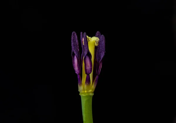 Primo Piano Pistilli Tulipano Viola Isolati Uno Sfondo Nero — Foto Stock