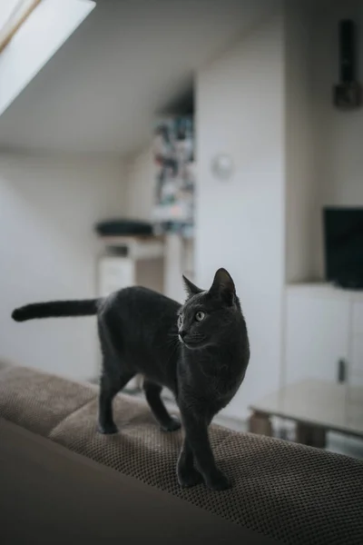 Tiro Foco Seletivo Gato Cuidadosamente Andando Sofá — Fotografia de Stock