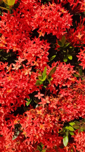 Vertikální Detailní Záběr Červené Západoindické Jasmínové Květy Rostoucí Zahradě — Stock fotografie