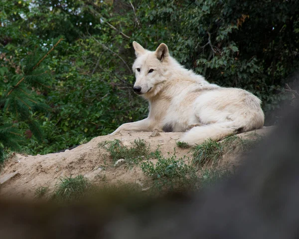 Brno République Tchèque Février 2018 Loup Assis Sur Une Colline — Photo