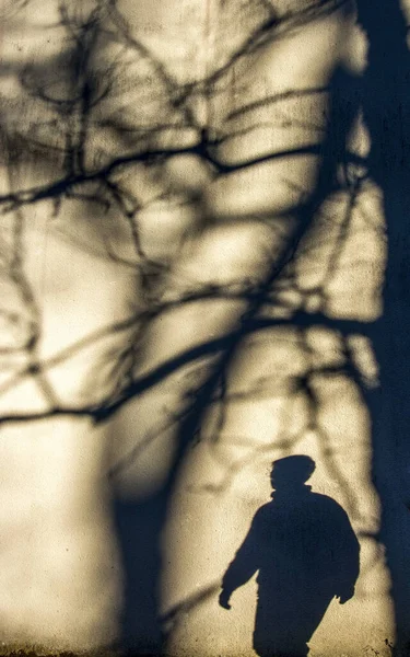 Uno Sparo Verticale Una Sagoma Una Persona Ombre Alberi — Foto Stock