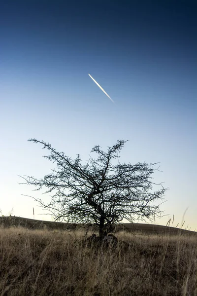 Disparo Vertical Árbol Muerto Rastro Avión — Foto de Stock