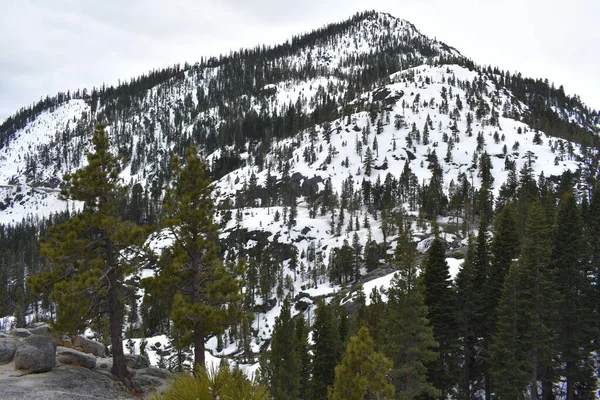 冬の松林の風景 カリフォルニア州 — ストック写真