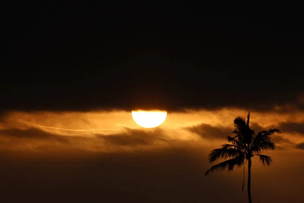 Hermoso Disparo Una Palmera Fondo Una Hermosa Puesta Sol — Foto de Stock