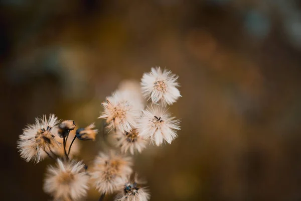 Une Mise Point Sélective Fleurs Duveteuses Blanches Dans Champ — Photo