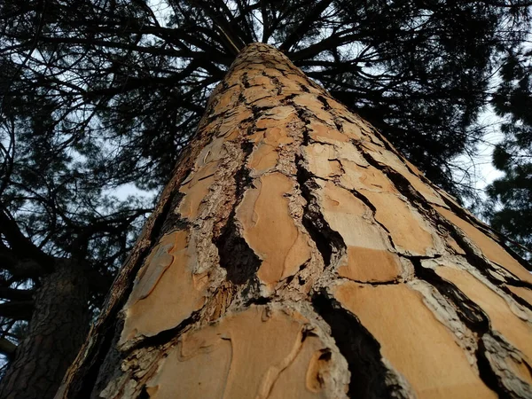 Nízký Úhel Detailní Záběr Kůry Stromu — Stock fotografie