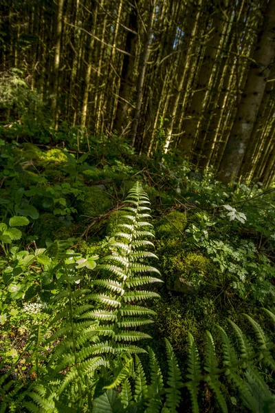 Ormanda Yetişen Eğrelti Otlarının Dikey Yakın Çekimi — Stok fotoğraf