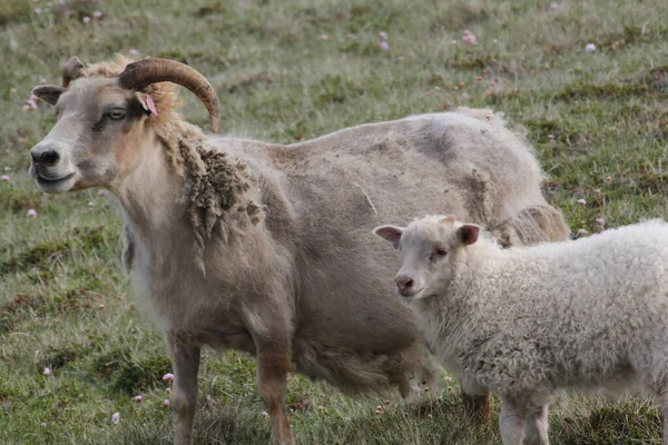 Вівця Лузі Ісландії — стокове фото