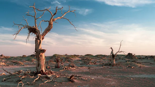 Висушені Дерева Мертвому Лісі Захопленому Вдень — стокове фото