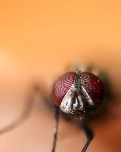 Een Macro Shot Van Een Kleine Vlieg Wazige Achtergrond — Stockfoto