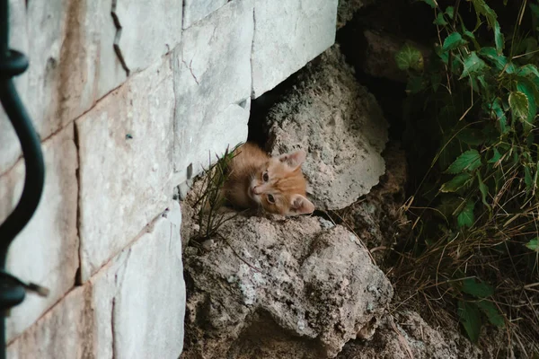 Gato Gengibre Uma Parede Pedra — Fotografia de Stock