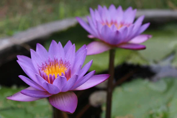 Pembe Nilüfer Çiçeğinin Yakın Çekimi — Stok fotoğraf