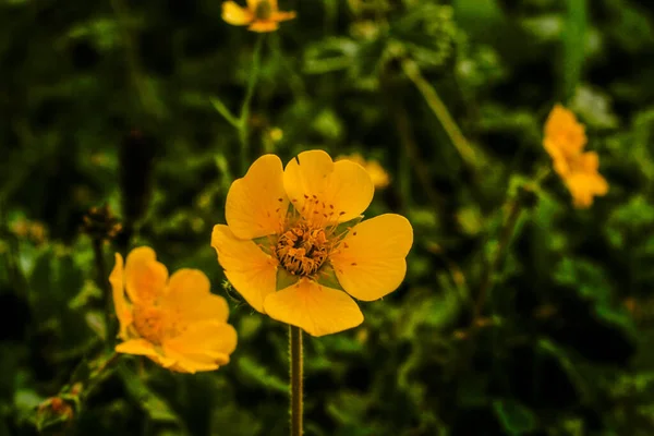 Close Flores Amarelas Kumrat Valley Paquistão — Fotografia de Stock