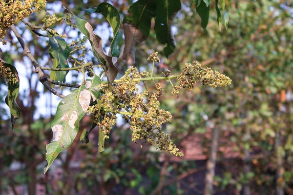 Eine Nahaufnahme Von Blumen Auf Einem Mangobaum — Stockfoto