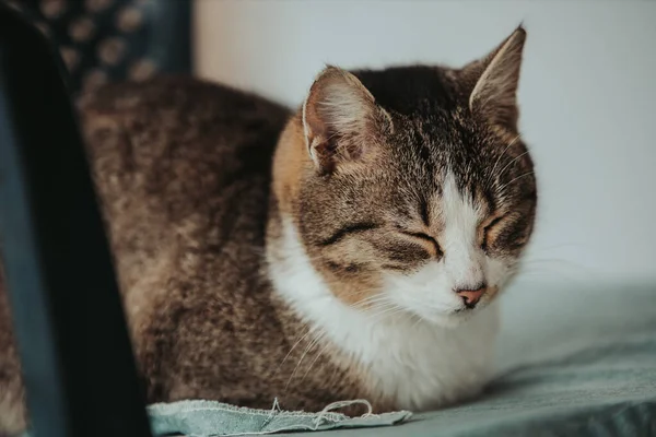 Colpo Fuoco Selettivo Gatto Con Occhi Chiusi — Foto Stock