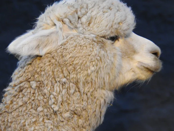 Een Close Van Alpaca Hoofd — Stockfoto