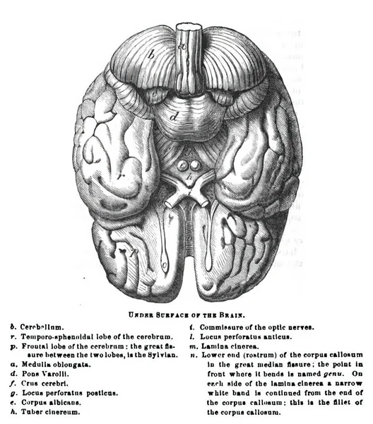 Μια Απεικόνιση Των Τμημάτων Του Εγκεφάλου Και Λειτουργεί Λευκό Φόντο — Φωτογραφία Αρχείου