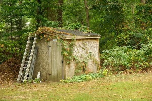 A closeup of an old backyard shed with ivy overgrowth