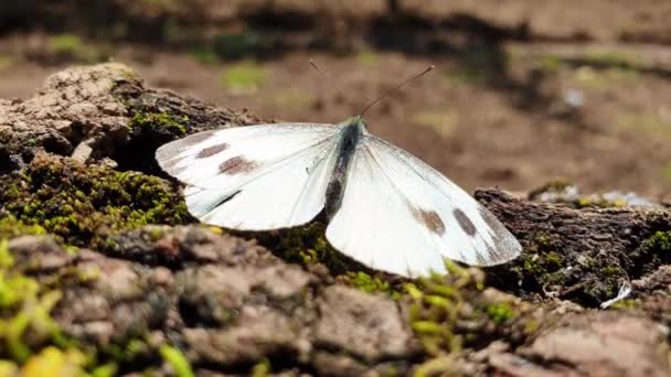 Beau Papillon Sur Sol — Video