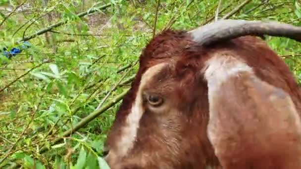 Close Uma Cabra Comendo Folhas Campo Sob Luz Solar Com — Vídeo de Stock