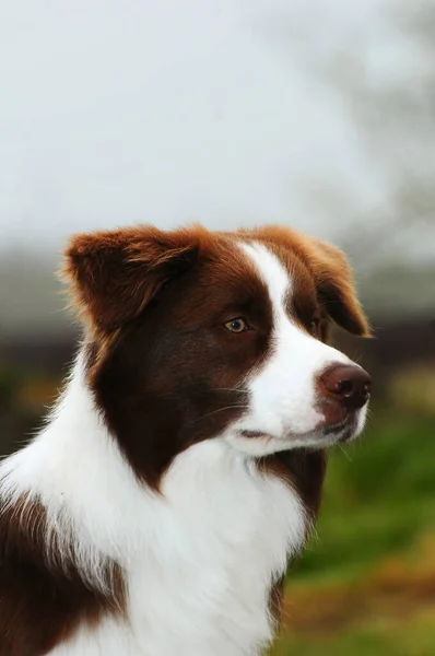 Colpo Verticale Confine Collie Cane All Aperto — Foto Stock