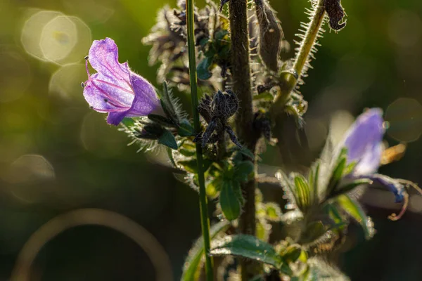 Enfoque Selectivo Flores Cáliz Púrpura Con Fondo Bokeh —  Fotos de Stock