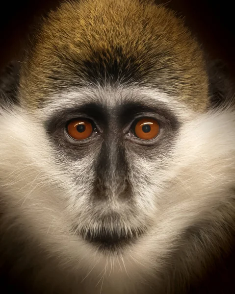 Tiro Vertical Macaco Vervet Com Olhos Alaranjados — Fotografia de Stock