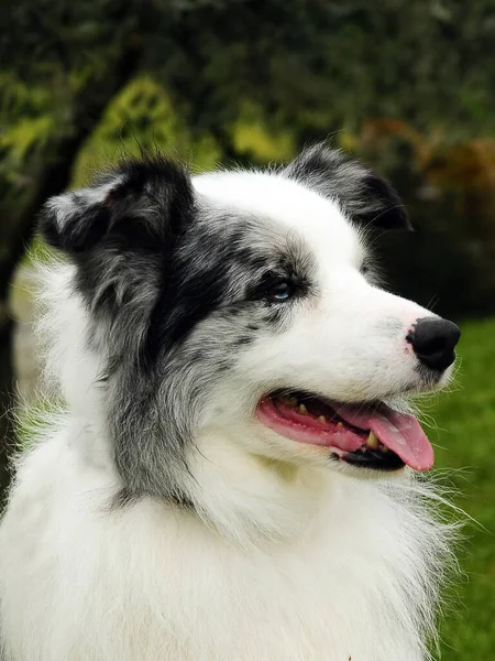 Μια Κάθετη Λήψη Ενός Όμορφου Σκύλου Collie Εξωτερικούς Χώρους — Φωτογραφία Αρχείου