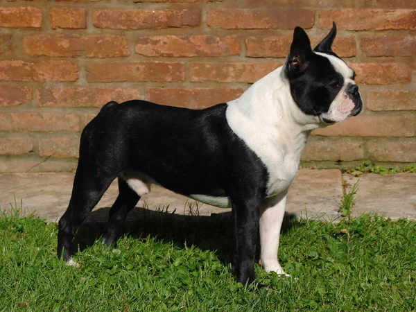 Primer Plano Lindo Perro Terrier Boston Jardín —  Fotos de Stock