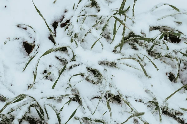 Трава Вкрита Снігом Взимку — стокове фото