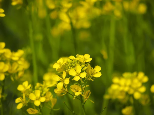 Неглибокий Фокус Зображення Жовтих Гірчичних Квітів — стокове фото