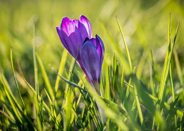 Närbild Bild Bild Blommande Urple Crocus Blommor — Stockfoto