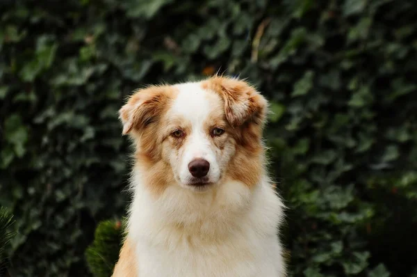 Piękne Ujęcie Granicznego Psa Collie Świeżym Powietrzu — Zdjęcie stockowe