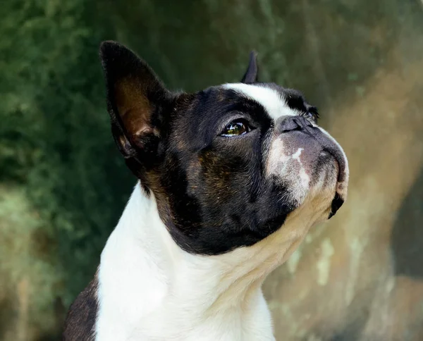 Closeup Shot Cute Boston Terrier Dog Garden — Stock Photo, Image