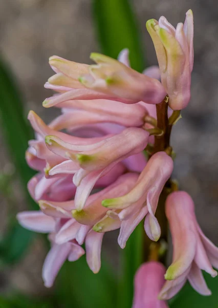 Vertikální Záběr Růžové Hyacintové Květiny — Stock fotografie
