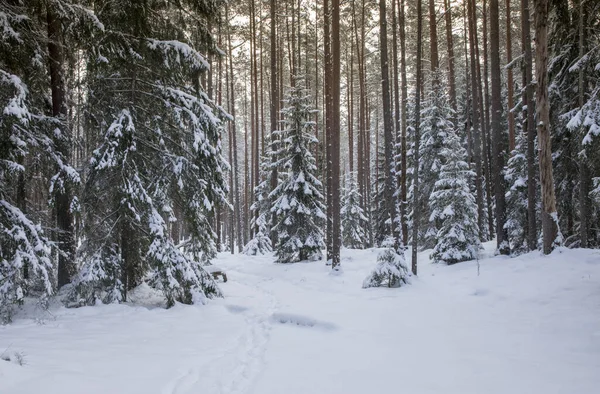 Une Belle Vue Une Forêt Enneigée Hiver — Photo