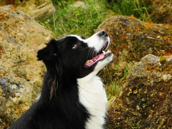 Beau Cliché Une Frontière Collie Chien Plein Air — Photo