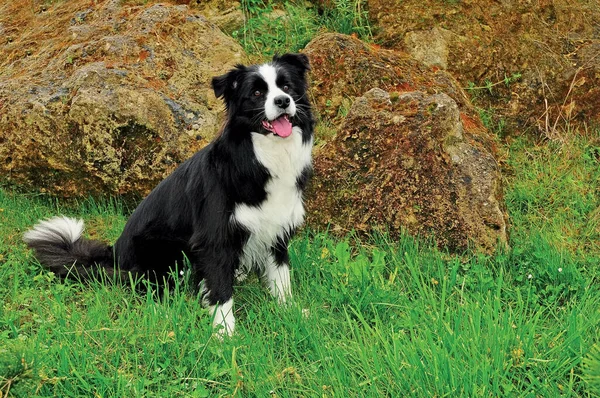 Beau Cliché Une Frontière Collie Chien Dans Champ — Photo