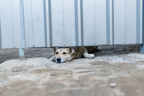 Tiro Close Cão Mentindo Sob Portão Metal — Fotografia de Stock