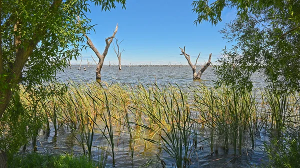 Kurumuş Dalları Sazlıkları Olan Ağaçlar Mulwala Gölü Yakınlarında Büyüdü — Stok fotoğraf