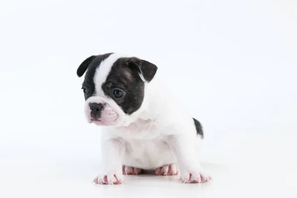 Een Closeup Shot Van Een Schattige Boston Terrier Puppy — Stockfoto