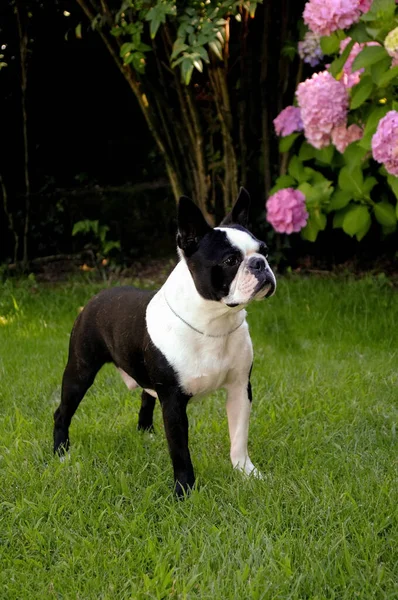 一只可爱的波士顿宠物狗在花园里的垂直镜头 — 图库照片