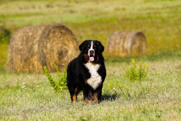 Lindo Perro Montaña Bouvier Bernese Campo — Foto de Stock