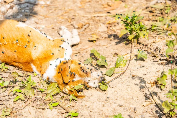 A closeup shot of a dead rotten dog on a field ground with flies