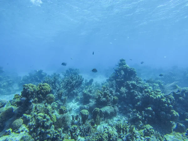 Красивые Подводные Пейзажи Рыб Плавающих Рифа — стоковое фото