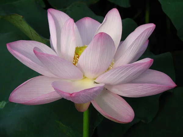 Tiro Foco Seletivo Belo Lótus Rosa Cercado Por Folhas — Fotografia de Stock