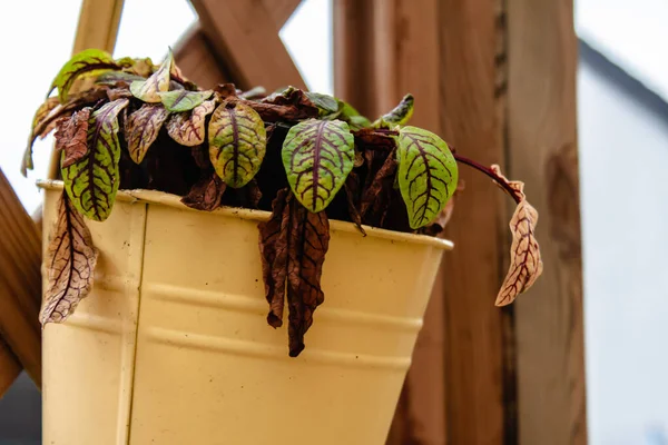 Een Close Shot Van Een Kamerplant Een Emmer Hangend Aan — Stockfoto