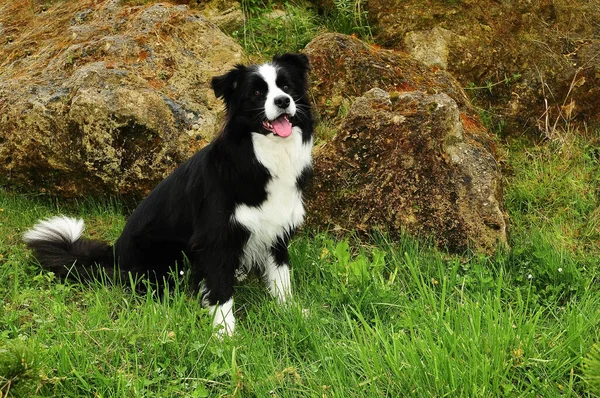 Beau Cliché Une Frontière Collie Chien Plein Air — Photo