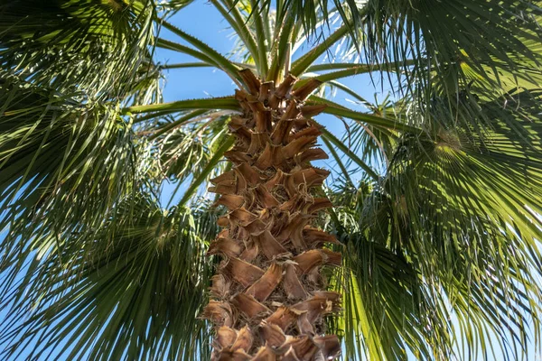 Selektiv Fokusbild Palm Solig — Stockfoto